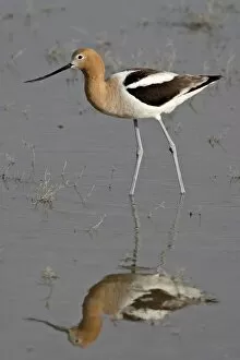 Images Dated 11th February 2009: American avocet (Recurvirostra americana) wading, Bear River Migratory Bird Refuge