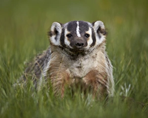 Taxidea Taxus Prints: American badger (Taxidea taxus)