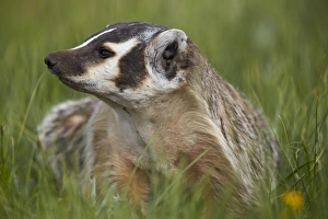 American Badger (Taxidea taxus), Yellowstone National Park, Wyoming, United States of America
