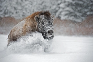 Montana Prints: American bison (American buffalo) (Bison bison), Montana, United States of America