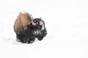 Montana Prints: American bison (Bison bison), covered in snow, Montana, United States of America
