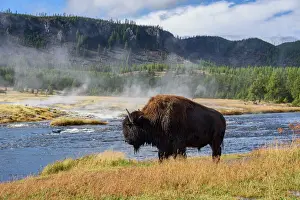 Wild Animals Prints: American Bison (Bison bison), Little Firehole River, Yellowstone National Park, UNESCO