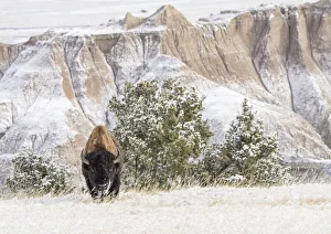 South Dakota Prints: American Bison (Bison Bison) in the snow in the Badlands, Badlands National Park