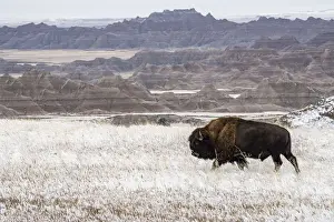 American Bison (Bison Bison) walking in the snow in the Badlands, Badlands National Park