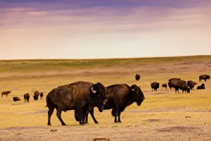 Large Group Of Animals Prints: American Bison in their natural habitat of the Badlands, South Dakota