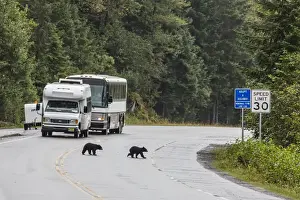 Rural Roads Prints: American black bear (Ursus americanus) COY (cubs of year)