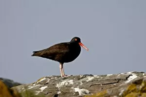 Images Dated 9th March 2009: American black oystercatcher (black oystercatcher) (Haematopus bachmani)