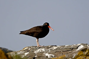 Images Dated 9th March 2009: American black oystercatcher (black oystercatcher) (Haematopus bachmani)