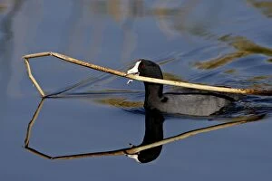 Images Dated 22nd March 2010: American coot (Fulica americana) with nesting material, Sweetwater Wetlands