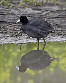 Images Dated 7th March 2010: American coot (Fulica americana), San Jacinto Wildlife Area, California