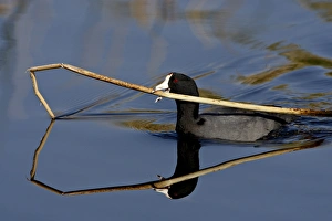 Preparation Prints: American coot (Fulica americana) with nesting material, Sweetwater Wetlands