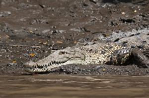 Lying On Front Prints: American Crocodile (Crocodylus acutus)