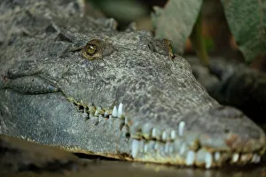 Puntarenas Province Prints: American Crocodile (Crocodylus acutus)