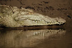 Puntarenas Province Prints: American Crocodile (Crocodylus acutus)