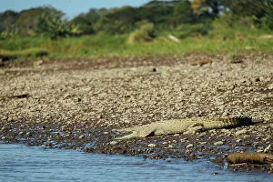 Puntarenas Province Prints: American Crocodile (Crocodylus acutus)