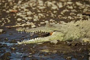 Puntarenas Province Prints: American Crocodile (Crocodylus acutus)