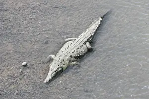 Rica Prints: American Crocodile (Crocodylus acutus) bathing, Tarcoles river, Jaco, Costa Rica