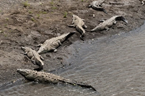 Lying On Front Prints: American Crocodiles (Crocodylus acutus)