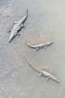 Rica Prints: American Crocodiles (Crocodylus acutus) bathing, Tarcoles river, Jaco, Costa Rica