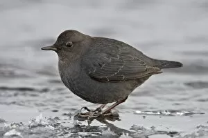 Images Dated 1st February 2009: American dipper (water ouzel) (Cinclus mexicanus) standing on ice, Yellowstone National Park