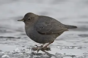 Gray Prints: American dipper (water ouzel) (Cinclus mexicanus) standing on ice