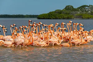 Flamingo Prints: American flamingo (Phoenicopterus ruber), Rio Celestun UNESCO Biosphere Reserve, Yucatan