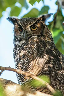 Closeup Shot Prints: American Great Horned owl (Bubo virginianus), Alaska, United States of America, North