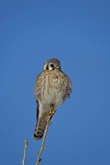 Wild Animals Prints: American kestrel (sparrow hawk) (Falco sparverius) female, Bosque del Apache National