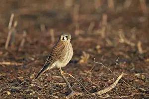 American kestrel (sparrow hawk) (Falco sparverius) female, Bosque del Apache National