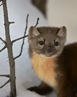 American marten (pine marten) (Martes americana) in the snow, Yellowstone National Park
