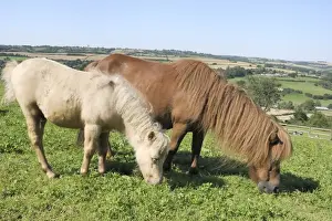 Baby Animals Prints: American miniature horse (Equus caballus) mare and foal grazing a hillside paddock