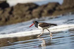 American Oystercatcher (Haematopus palliatus), Playa Arco Beach, Uvita, Marino Ballena