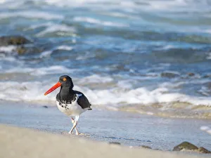 Shorebird Prints: American oystercatcher (Haematopus palliatus)