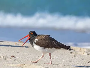 Shorebird Prints: American oystercatcher (Haematopus palliatus)
