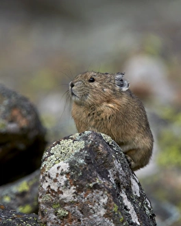 American Pika (Ochotona princeps), Uncompahgre National Forest, Colorado, United States of America