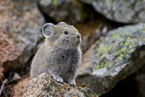 Wild Animals Prints: American Pika (Ochotona princeps)
