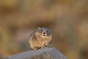 American pika (Ochotona princeps), San Juan National Forest, Colorado, United States of America