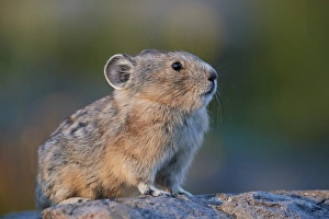 American pika (Ochotona princeps), San Juan National Forest, Colorado, United States of America