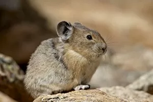 Images Dated 23rd July 2008: American pika (Ochotona princeps), Shoshone National Forest, Wyoming, United States of America