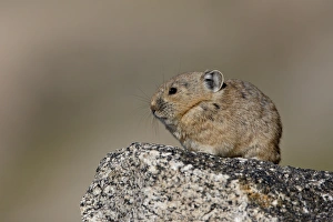American pika (Ochotona princeps), Mount Evans, Colorado, United States of America