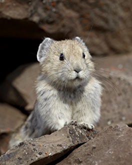 American pika (Ochotona princeps), Peter Lougheed Provincial Park, Kananaskis Country