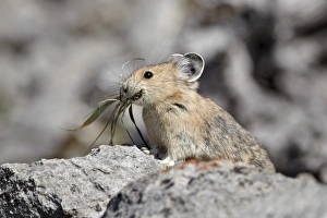 Albert A Prints: American pika (Ochotona princeps) with food