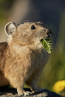 Foreground Focus Prints: American pika (Ochotona princeps) with food in its mouth, San Juan National Forest