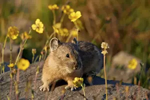 American pika (Ochotona princeps) among yellow wildflowers, San Juan National Forest