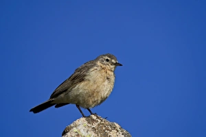 National Forest Prints: American pipit (Anthus rubescens)