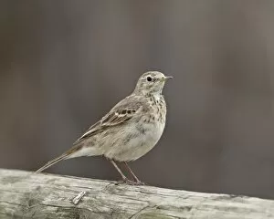 Images Dated 8th March 2010: American pipit (Anthus rubescens rubescens), San Jacinto Wildlife Area