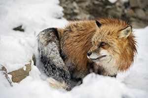 Montana Prints: American red fox (Vulpes vulpes fulves), Montana, United States of America, North America