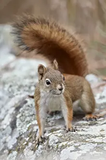 South Dakota Prints: American red squirrel (red squirrel) (Spruce squirrel) (Tamiasciurus hudsonicus)