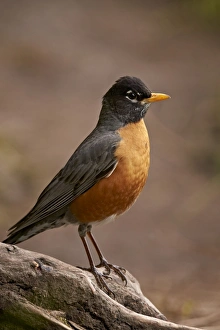 American Robin (Turdus migratorius), Yellowstone National Park, Wyoming, United States of America