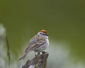 Adult Animal Prints: American Tree Sparrow (Spizella arborea), Yellowstone National Park, Wyoming, United